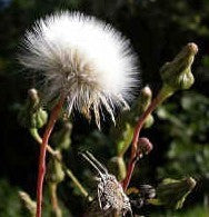 Crepis rubra 'Rosea'