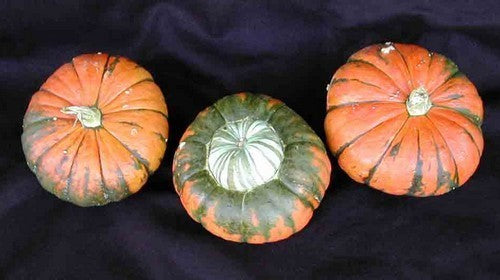 Cucurbita maxima 'Aladdin'