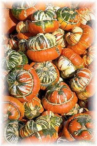 Cucurbita maxima 'Aladdin'