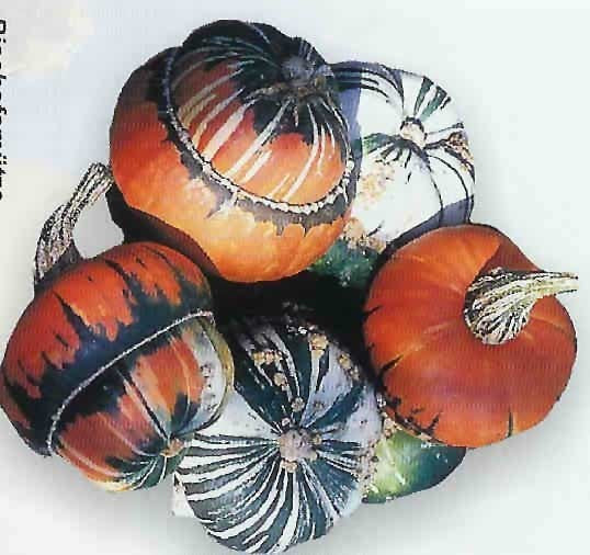 Cucurbita maxima 'Bischofsmütze' / 'Fungo'