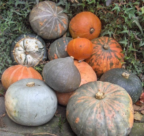 Cucurbita maxima 'Hokkaido Mix'