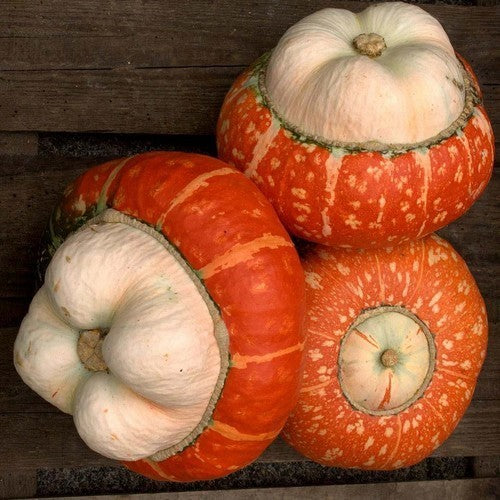 Cucurbita maxima 'Mini Red'