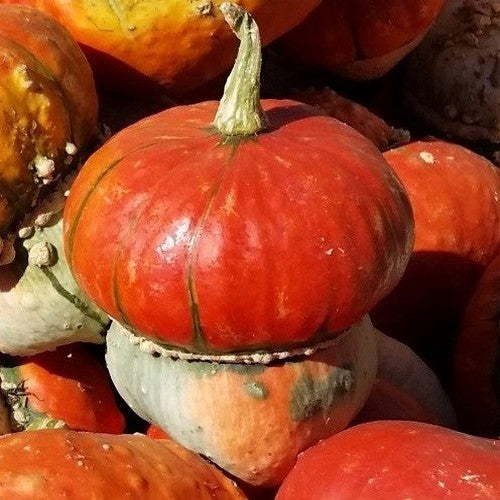 Cucurbita maxima 'Mini Red'