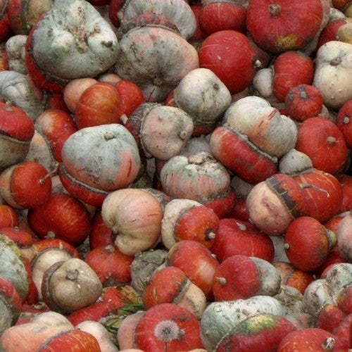 Cucurbita maxima 'Mini Red'