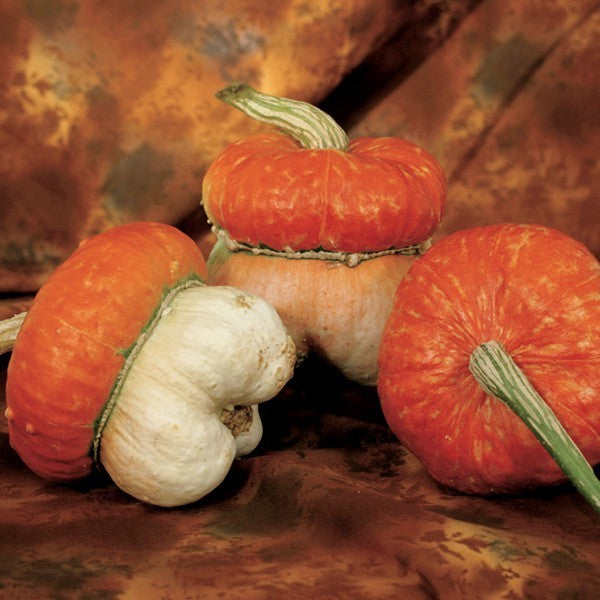 Cucurbita maxima 'Mini Red'