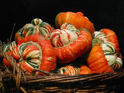 Cucurbita maxima 'Giant' / 'Turkish Turban'