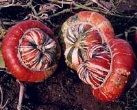 Cucurbita maxima 'Giant' / 'Turkish Turban'