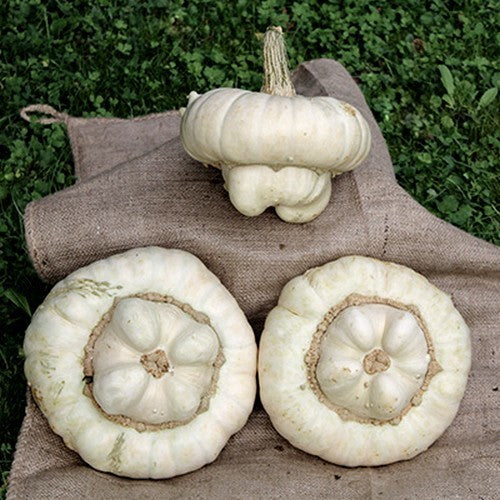 Cucurbita maxima 'White Turban'