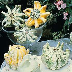 Cucurbita pepo 'Crown of Thorns'