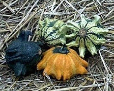 Cucurbita pepo 'Crown of Thorns'