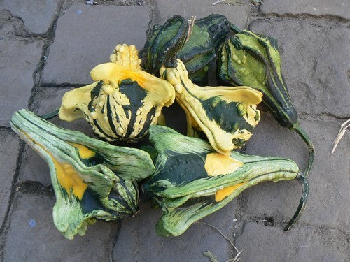 Cucurbita pepo 'Autumn Wings Large'