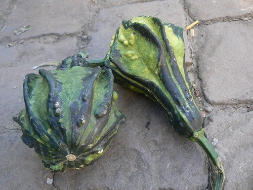 Cucurbita pepo 'Autumn Wings Large'
