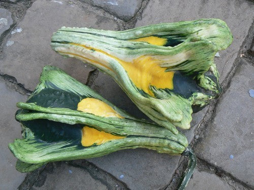 Cucurbita pepo 'Autumn Wings Large'