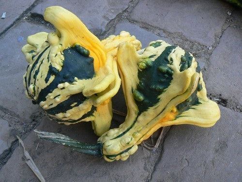 Cucurbita pepo 'Autumn Wings Large'