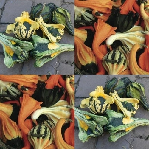 Cucurbita pepo 'Autumn Wings Mix' / 'Indian Mix'