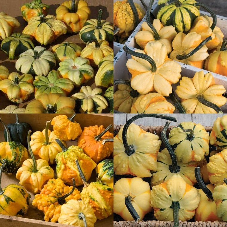 Cucurbita pepo 'Daisy Gourd'