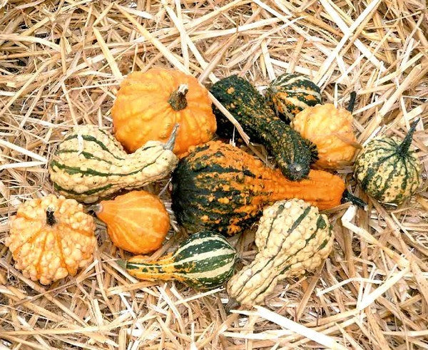 Cucurbita pepo 'Dandy Mix'
