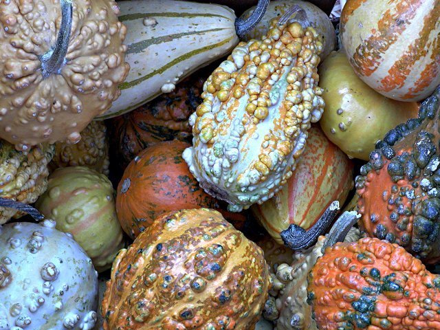 Cucurbita pepo 'Fancy Warted Mixed'