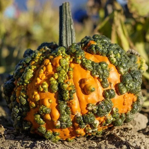 Cucurbita pepo 'Frederic' / 'Orange Warted'