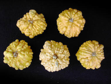 Cucurbita pepo 'Frederic' / 'Orange Warted'