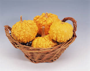 Cucurbita pepo 'Frederic' / 'Orange Warted'