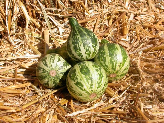 Cucurbita pepo 'Dancing & Spinning' / 'Minnie Winnie'