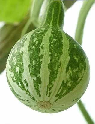 Cucurbita pepo 'Dancing & Spinning' / 'Minnie Winnie'