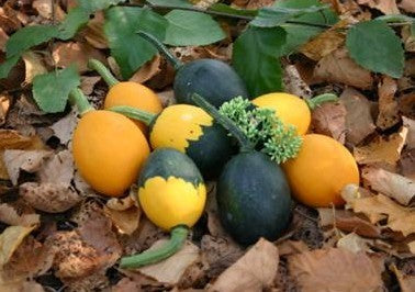 Cucurbita pepo 'Goblin Eggs'