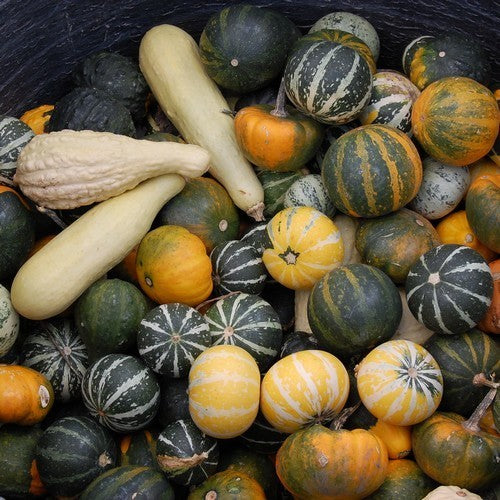 Cucurbita pepo ‘Small Fruits Mixed’ / Kleinvruchtige