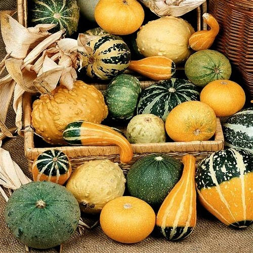 Cucurbita pepo ‘Small Fruits Mixed’ / Kleinvruchtige