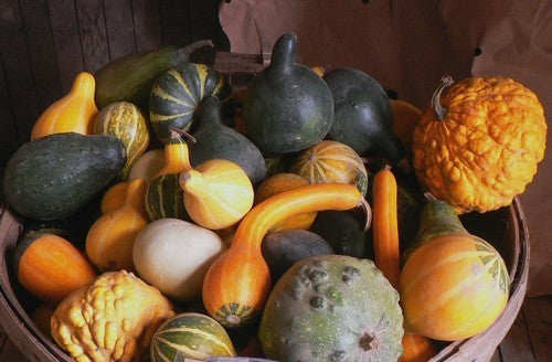 Cucurbita pepo ‘Small Fruits Mixed’ / Kleinvruchtige