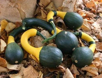 Cucurbita pepo 'Koshare Yellow Banded'