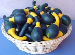 Cucurbita pepo 'Koshare Yellow Banded'