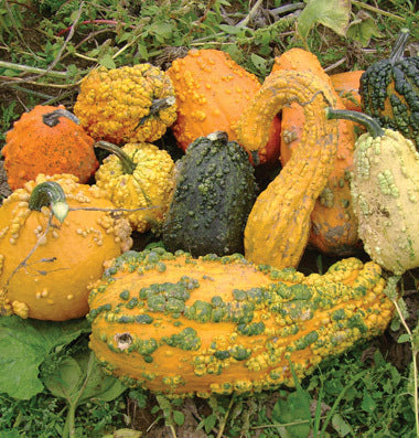 Cucurbita pepo 'Lunch Lady'
