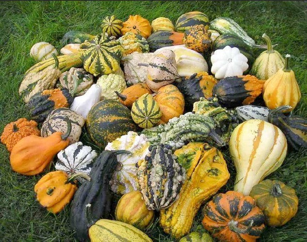 Cucurbita pepo 'Maya's Mixed'