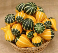 Cucurbita pepo 'Pear Bi-Color'