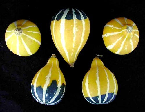 Cucurbita pepo 'Pear Bi-Color'