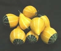 Cucurbita pepo 'Pear Bi-Color'