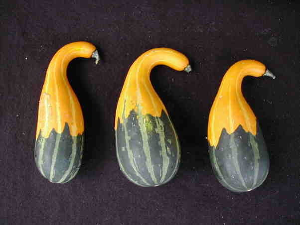 Cucurbita pepo 'Pear Bi-Color'