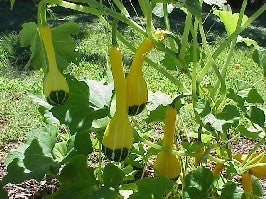 Cucurbita pepo 'Pear Bi-Color'