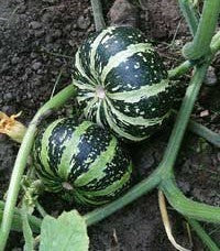 Cucurbita pepo 'Plate Et Rayée' / 'Flat Striped'