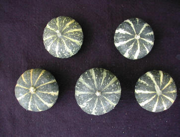 Cucurbita pepo 'Plate Et Rayée' / 'Flat Striped'