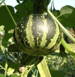 Cucurbita pepo 'Plate Et Rayée' / 'Flat Striped'