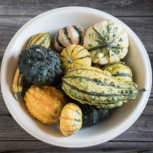 Cucurbita pepo 'Practical Unbeatable'