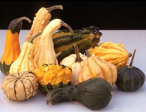 Cucurbita pepo 'Practical Unbeatable'