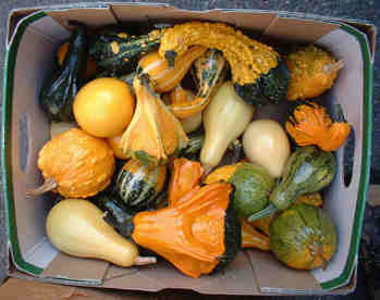 Cucurbita pepo 'Small Formula Blend'