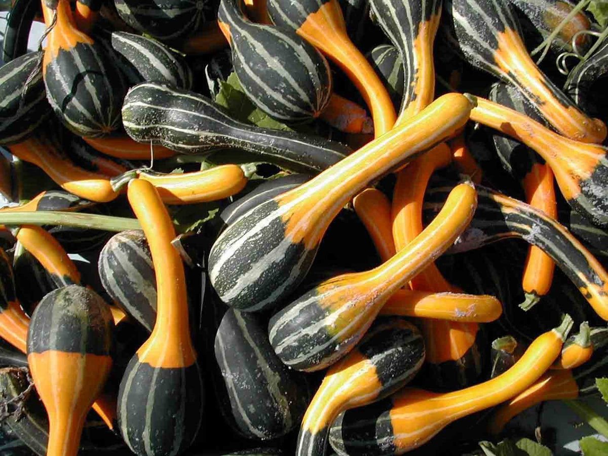 Cucurbita pepo 'Small Spoon'