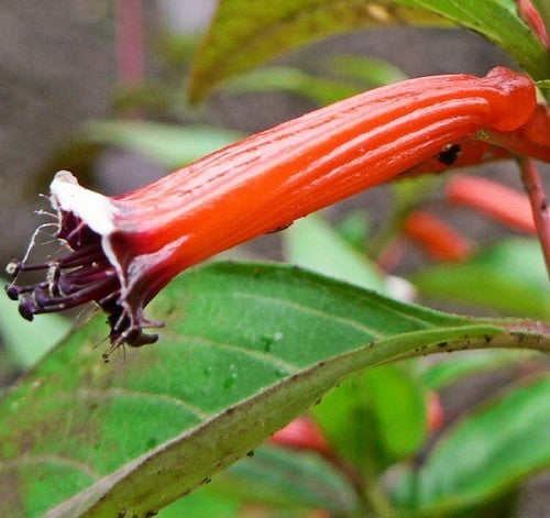Cuphea ignea