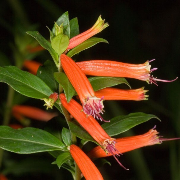Cuphea ignea