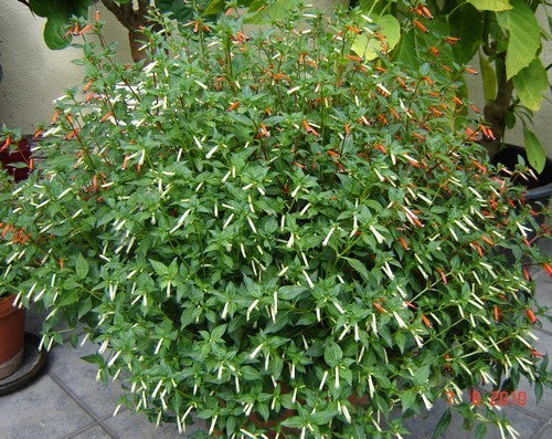 Cuphea ignea
